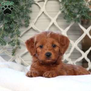 April, Mini Goldendoodle Puppy